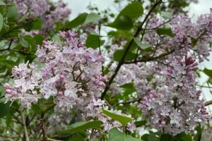 Мастер-класс «Сирень»