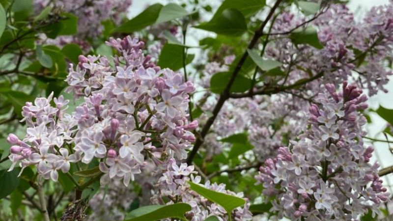 Мастер-класс «Сирень»