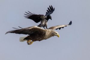 Познавательный час «Удивительный и разнообразный мир фауны»