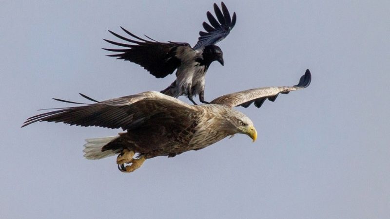 Познавательный час «Удивительный и разнообразный мир фауны»