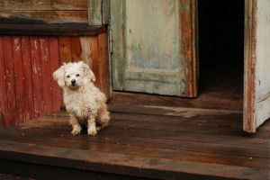 Просмотр и обсуждение фильма «Му-му»