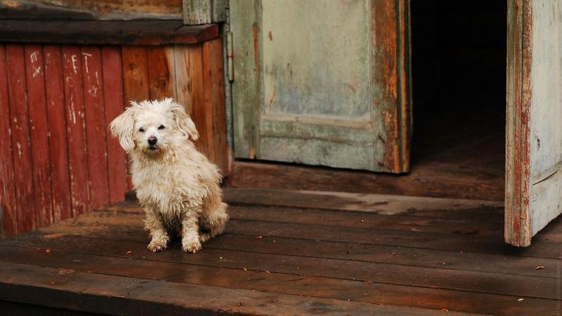 Просмотр и обсуждение фильма «Му-му»