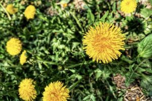 Мастер-класс «Одуванчики»