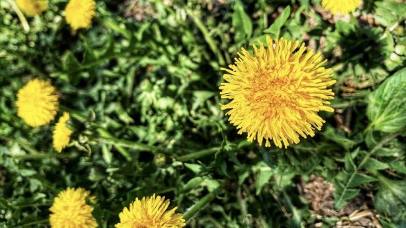 Мастер-класс «Одуванчики»